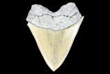 Serrated, Fossil Megalodon Tooth - Aurora, North Carolina #176569-2